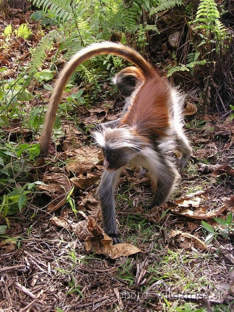 P8300466 x.jpg - Zanzibar Red Colobus Monkey (Piliocolobus kirkii), 2006